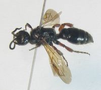 Photo of wasp